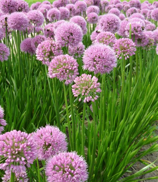 Allium 'Summer Beauty'